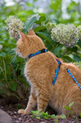 Cat Harnesses, Collars, Leashes & Grooming Supplies