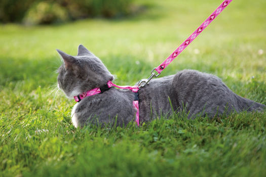 Cat Harnesses by Lupine