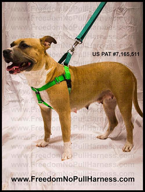 Designer Dog Harness NOMAD Lime Designer Dog Harness With 