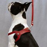 Choke Free Dog Harness for dogs under 20 lbs